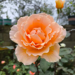 Just Joey Rose Plant|杰乔伊