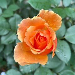 Just Joey Rose Plant|杰乔伊