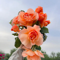 Just Joey Rose Plant|杰乔伊
