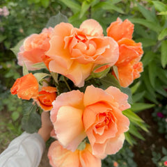 Just Joey Rose Plant|杰乔伊