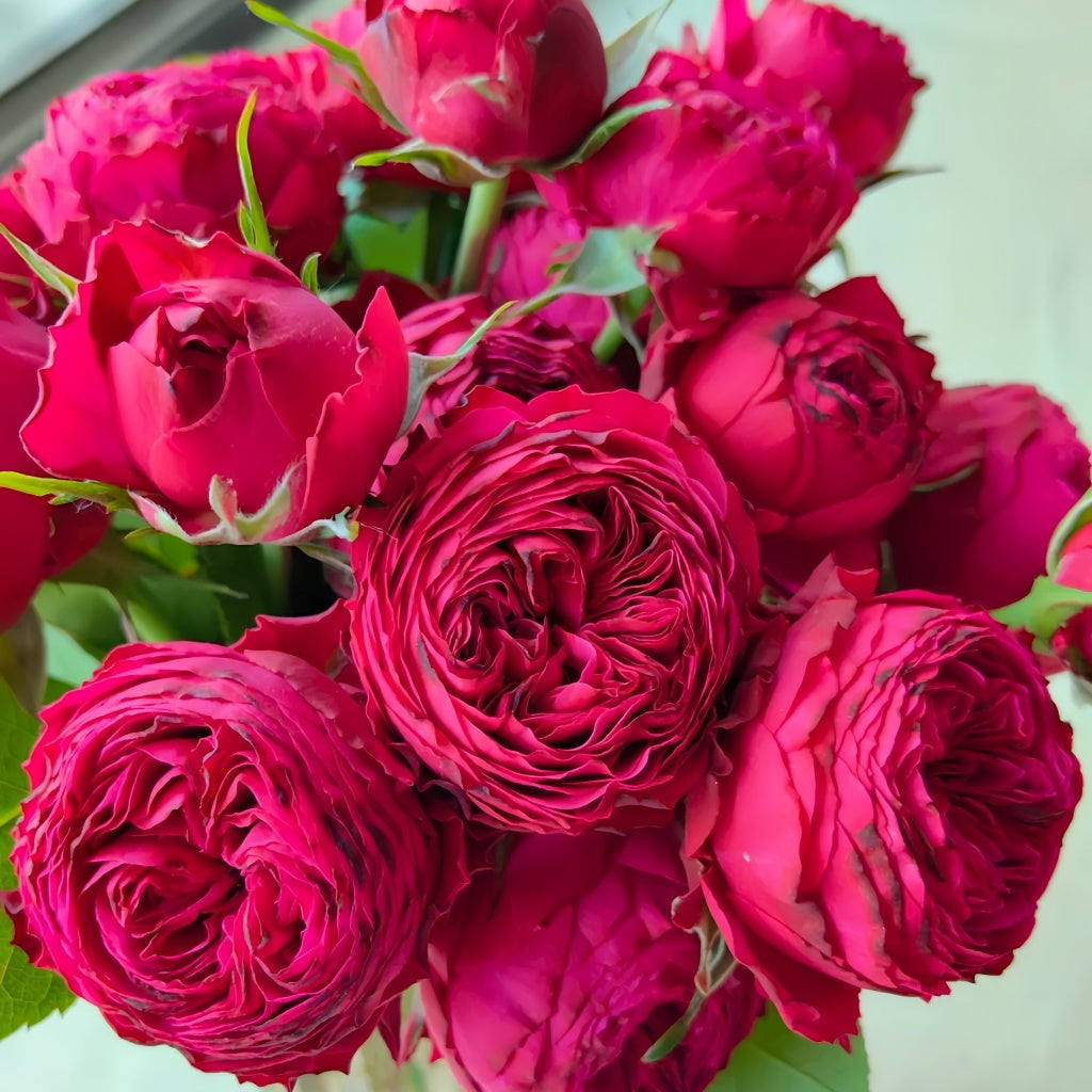 Rose Just More Rose Plant | 恰好更多 – Rose_Explosion