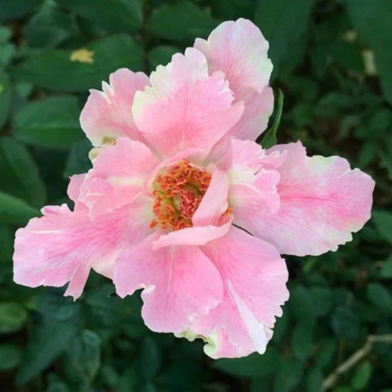 Rose Ritch Cut Roses – Page 19 – Rose_Explosion