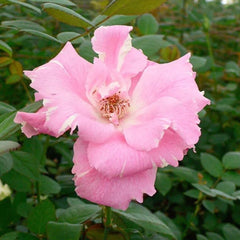 Kanata Rose Plant