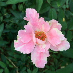 Kanata Rose Plant