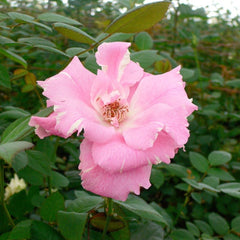 Kanata Rose Plant