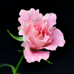 Kanata Rose Plant