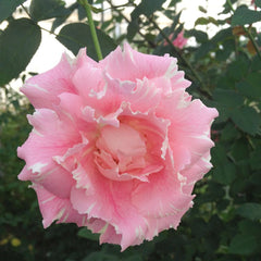 Kanata Rose Plant