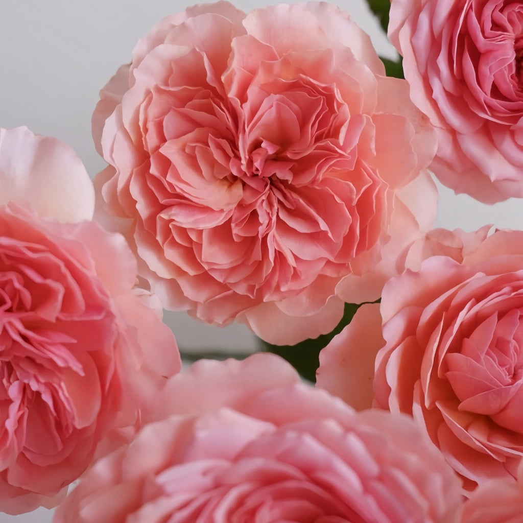 Karuturi Roses Kaori Kazari Rose Plant|香织装饰 – Rose_Explosion