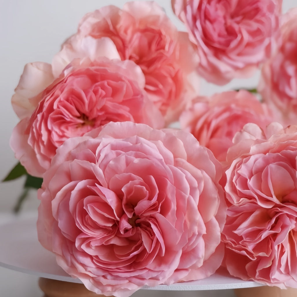 Karuturi Roses Kaori Kazari Rose Plant|香织装饰 – Rose_Explosion