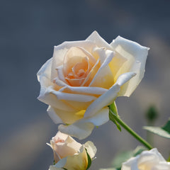 Kaoruno Rose Plant