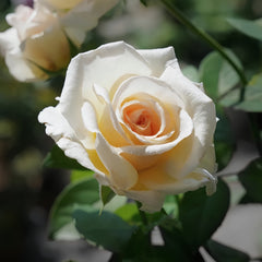 Kaoruno Rose Plant