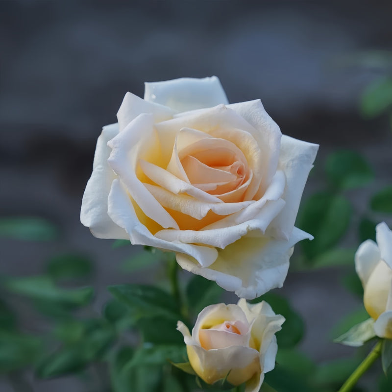 Kaoruno Rose Plant