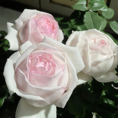 Kaoruno Rose Plant