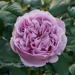 Karen Rose Plant