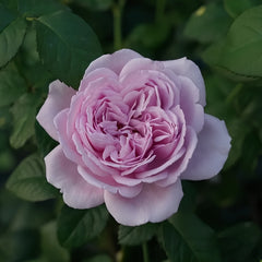 Karen Rose Plant