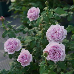 Karen Rose Plant