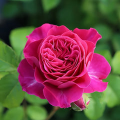 Kate Rose Plant(David Austin)｜凯特