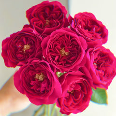 Kate Rose Plant(David Austin)｜凯特