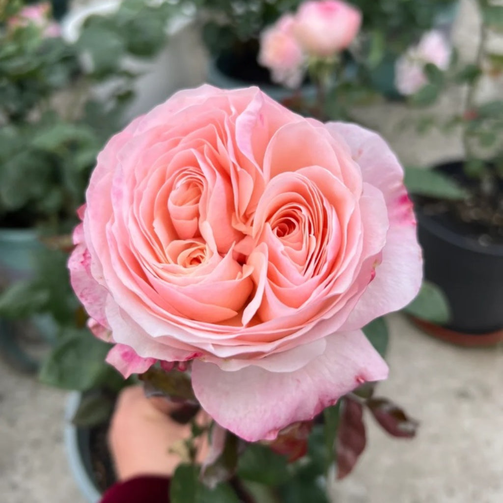 Katherine Rose Plant|凯瑟琳 – Rose_Explosion