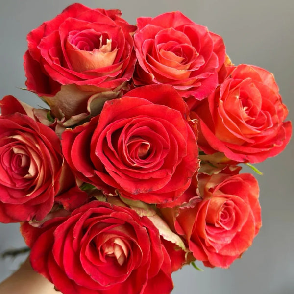 Kayn Rose Plant｜凯隐玫瑰 – Rose_Explosion
