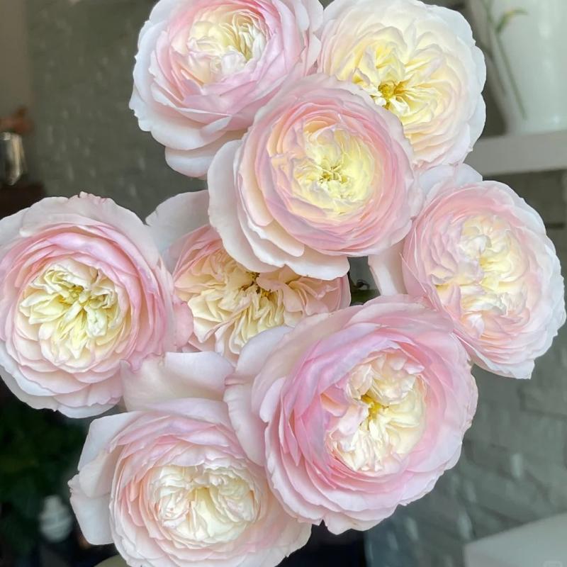 Moab Rose: Desert-Inspired Brown-Cream Rose | Rosaprima® – Rose_Explosion