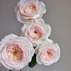 Keira Rose Live Rose Plant – The Ultimate Rose Gift for Any Occasion