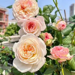 Keira Rose Live Rose Plant – The Ultimate Rose Gift for Any Occasion