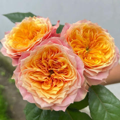 Kensington Garden Rose Plant – Lovely, Blooming Roses for Your Garden