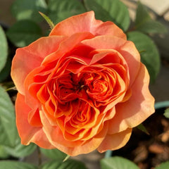 Kensington Garden Rose Plant – Lovely, Blooming Roses for Your Garden