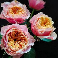 Kensington Garden Rose Plant – Lovely, Blooming Roses for Your Garden