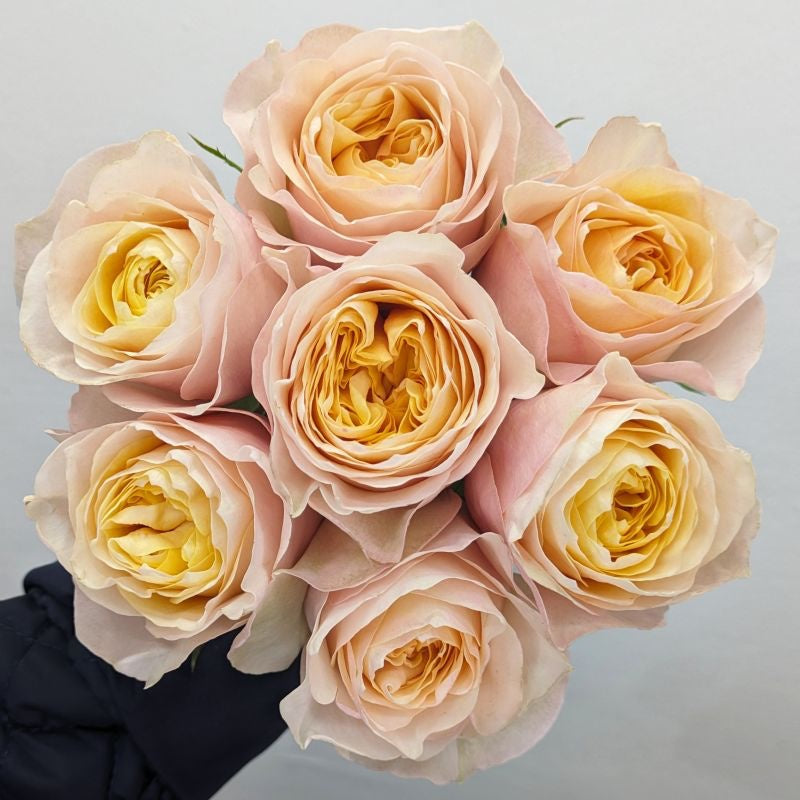 King's Cross Rose Plant|国王十字架 – Rose_Explosion