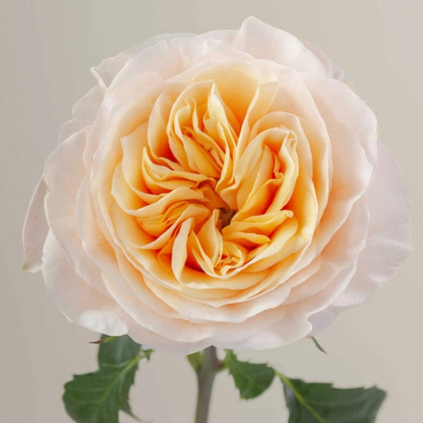 King's Cross Rose Plant|国王十字架 – Rose_Explosion