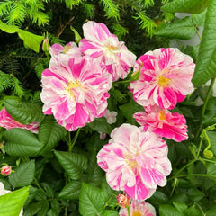 King's Rose Plant|国王的玫瑰