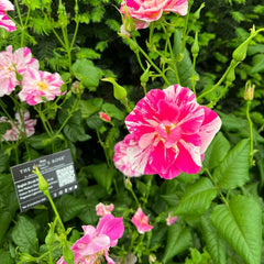 King's Rose Plant|国王的玫瑰