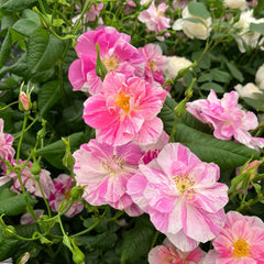 King's Rose Plant|国王的玫瑰