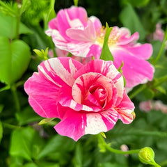 King's Rose Plant|国王的玫瑰