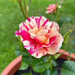 King's Rose Plant|国王的玫瑰