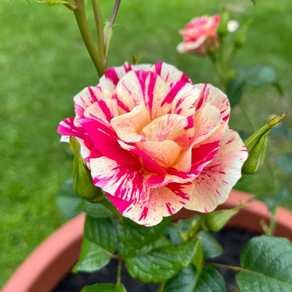 King's Rose Plant|国王的玫瑰