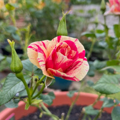 King's Rose Plant|国王的玫瑰