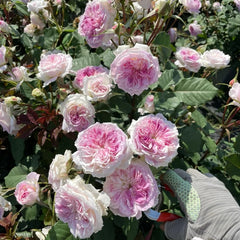 Kírkē Rose Plant｜瑟西