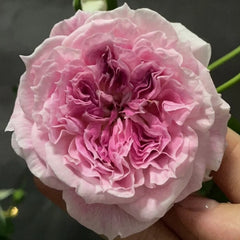 Kírkē Rose Plant｜瑟西