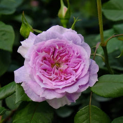 Kírkē Rose Plant｜瑟西