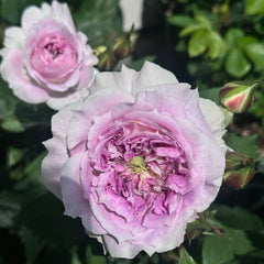 Kírkē Rose Plant｜瑟西