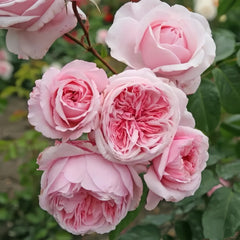 Kiss Me Kate Rose Plant|吻我凯特