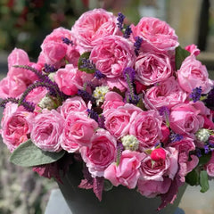 Kiss Me Kate Rose Plant|吻我凯特