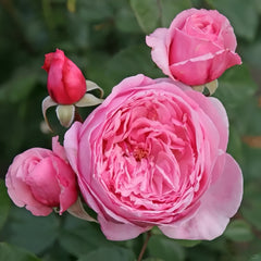 Kiss Me Kate Rose Plant|吻我凯特