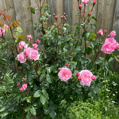 Kiss Me Kate Rose Plant|吻我凯特