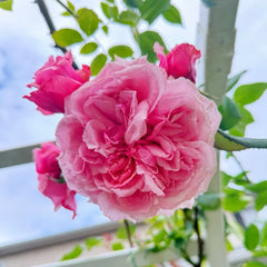 Kiss Me Kate Rose Plant|吻我凯特