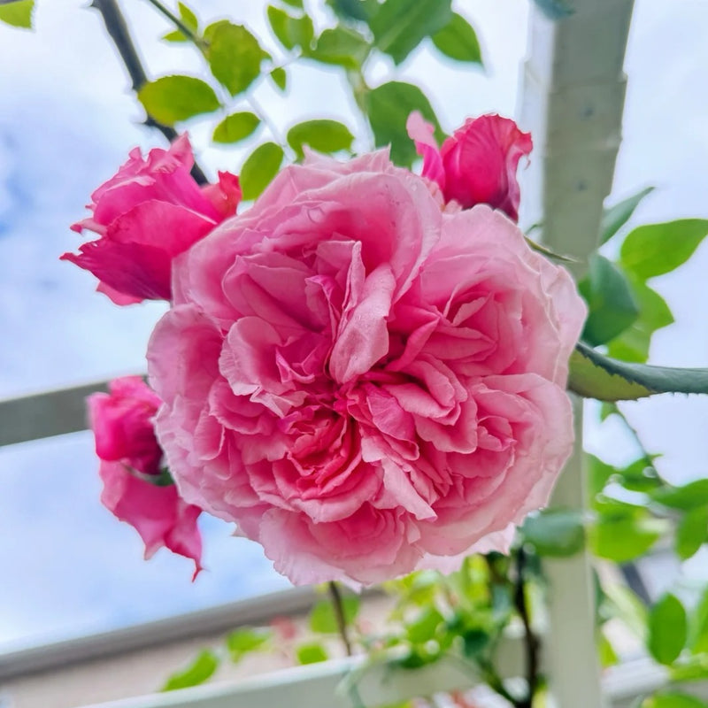 Kiss Me Kate Rose Plant|吻我凯特