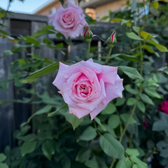 Kiss Me Kate Rose Plant|吻我凯特